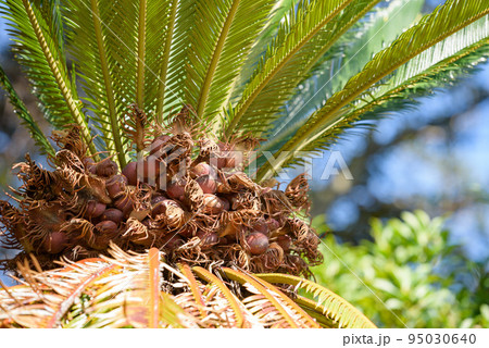 ソテツ 実 赤色 裸子植物の写真素材