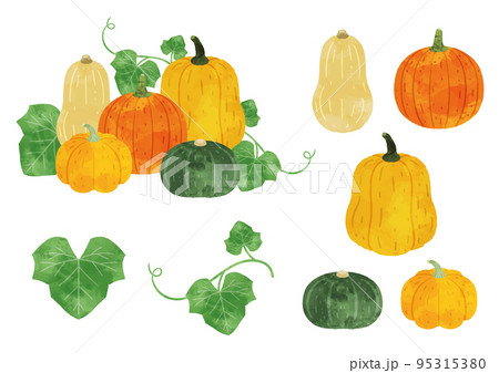 南瓜 かぼちゃ 水彩画 野菜の写真素材 - PIXTA