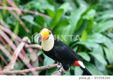 鳥 カラフル 南国 鳥類の写真素材