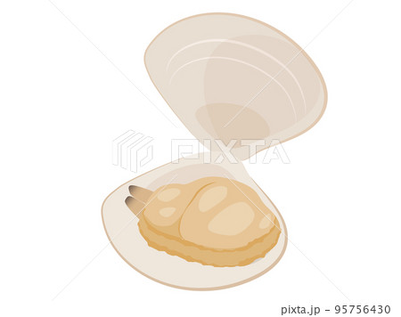 開いた貝のイラスト素材 - PIXTA