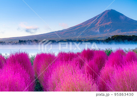 コキアの写真素材 - PIXTA