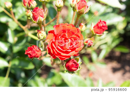 花言葉約束を守るの写真素材