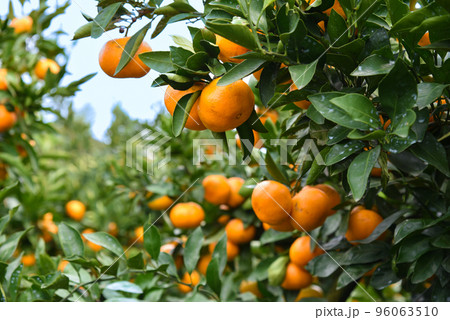 みかん畑のイメージ