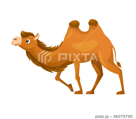 ラクダ かわいいのイラスト素材