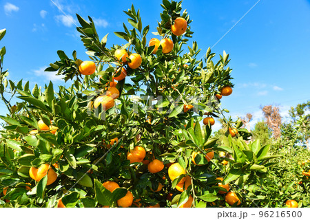 収穫時期のみかん畑のイメージ