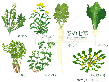 春の七草 七草 野菜 食材のイラスト素材 - PIXTA