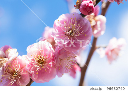 難波紅 梅の花の写真素材