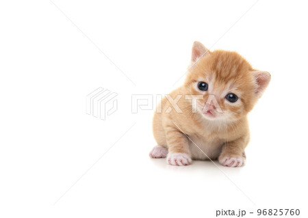 茶虎猫の写真素材 - PIXTA
