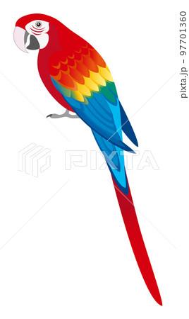 赤コンゴウインコのイラスト素材 - PIXTA