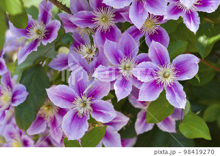 鉄仙花の写真素材 - PIXTA