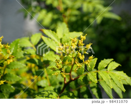 花山椒　蕾 山椒の蕾の写真素材 - PIXTA
