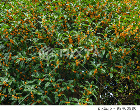 金香木の写真素材 - PIXTA