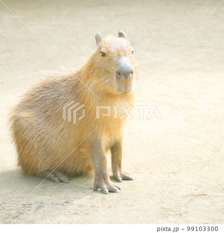 カピバラ 動物 動物園 座るの写真素材 - PIXTA