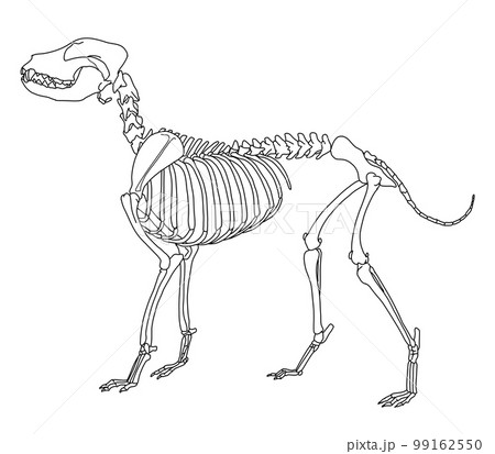 動物の骨のイラスト素材 - PIXTA
