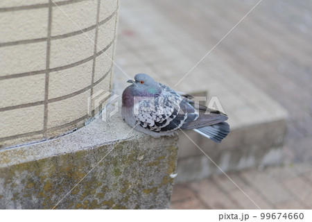 太った鳩 鳩の写真素材 - PIXTA