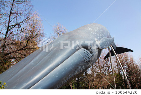 シロナガスクジラ 国立科学博物館 上野の写真素材 - PIXTA シロナガスクジラ 国立科学博物館 上野の写真素材 - PIXTA