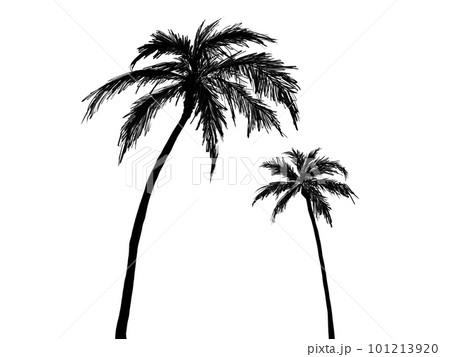 ココ椰子 木の写真素材 - PIXTA
