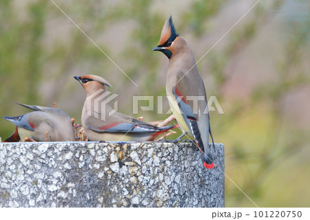 キレンジャク 黄連雀 渡り鳥の写真素材 - PIXTA