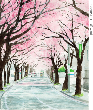 桜並木 イラスト 水彩 スケッチの写真素材 - PIXTA