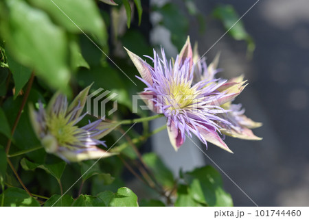 美しいクレマチスの花