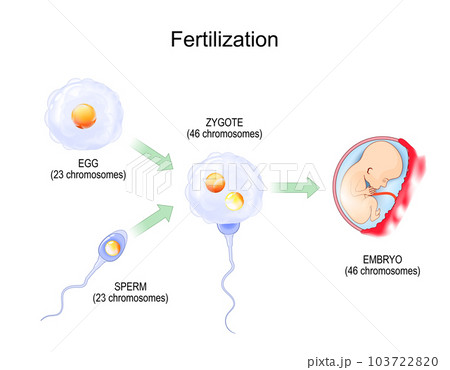 Menstrual cycle. Luteal and Follicular phase. Growing follicle