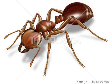 アリ(蟻)のイラスト素材(8,649点以上の高品質なイラスト素材) - PIXTA