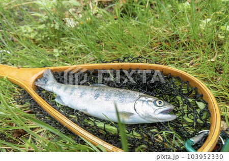ランディングネット 渓流釣りの写真素材 - PIXTA