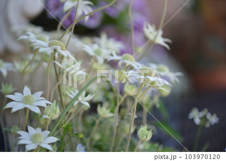 小さな可愛い花のイメージ