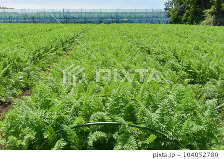 青々とした人参畑のイメージ