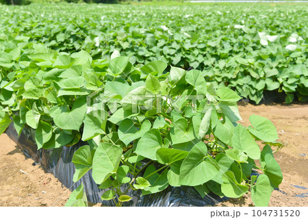 サツマイモ畑のイメージ