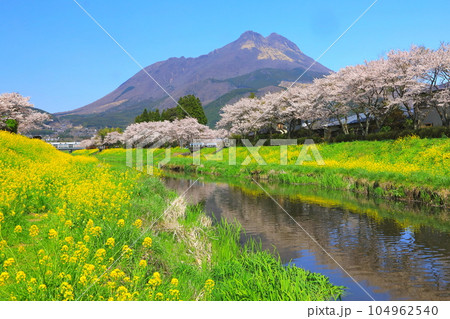 由布岳 春 桜 菜の花の写真素材 - PIXTA