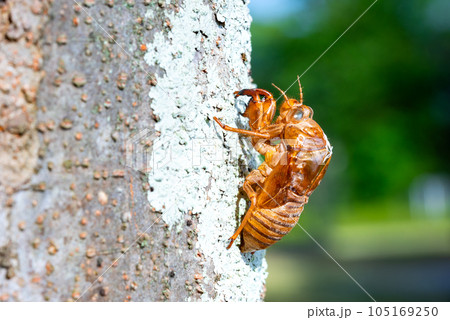 セミ 夏 昆虫 横の写真素材 - PIXTA