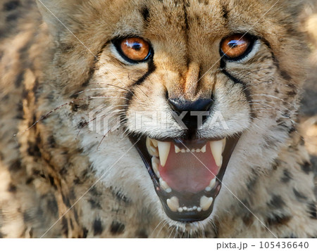 4+ Hundred Cheetah Face Profile Royalty-Free Images, Stock Photos