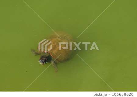 亀 ミドリガメ 交尾 カメの写真素材 - PIXTA
