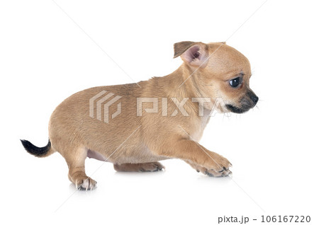 138,047 Chihuahua Images, Stock Photos, 3D objects, & Vectors