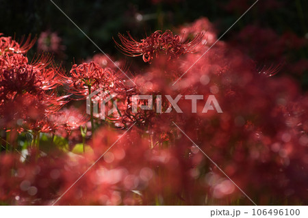 植物・花の写真素材(10,305,991点以上の高品質な写真素材) - PIXTA