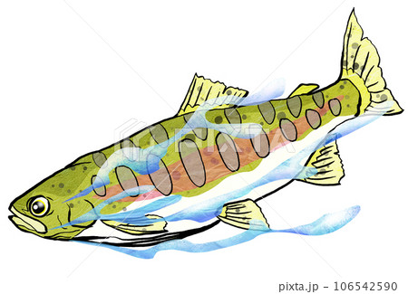 ニジマスのイラスト素材 - PIXTA