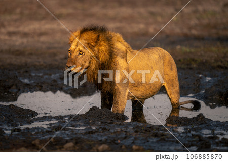 Lion And Symmetric Tribals Stock Photo, Picture and Royalty Free Image.  Image 14096850.