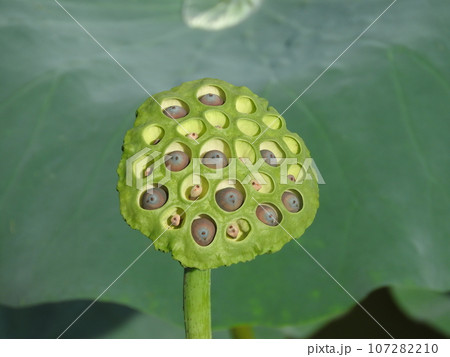 蓮の花托の写真素材 - PIXTA