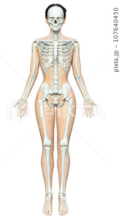 ☠️ガイコツ　医学教本　人体の骨格 ☠️ガイコツ 医学教本 人体の骨格 骨格の書 | 株式会社ボーンデジタル