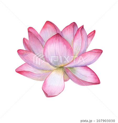 Lotus buds, green stems. Composition of pink water lily. Three bud