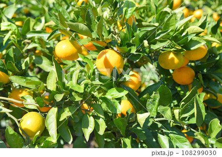 美味しそうに実ったミカン