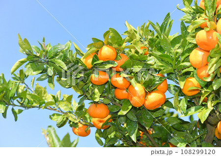 美味しそうに実ったミカン