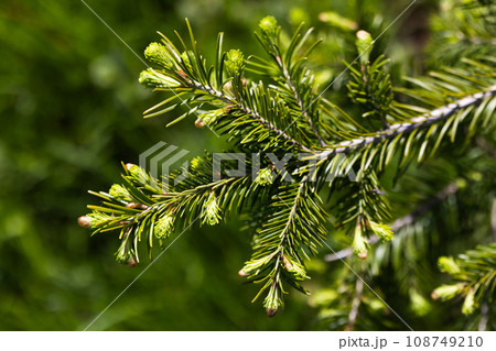 もみの木の新芽の写真素材 - PIXTA