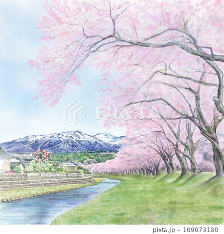 桜並木 イラスト 水彩 スケッチの写真素材 - PIXTA