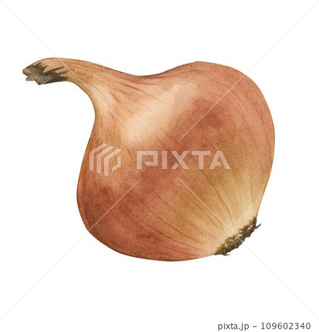 Onions being grated – License Images – 12337962 ❘ StockFood