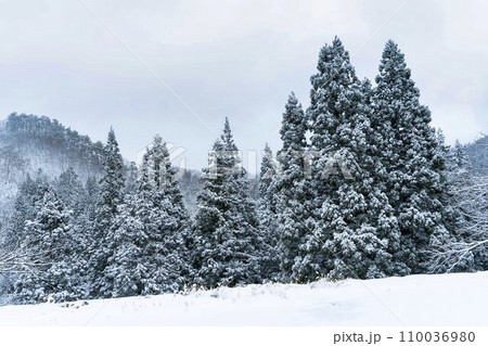 杉 雪 杉の木 降雪の写真素材 - PIXTA