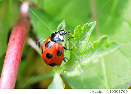 てんとう虫 ナナホシテントウ - Wikipedia