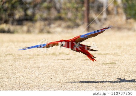 鳥 インコ 赤色 動物の写真素材 - PIXTA