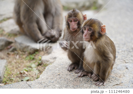 灰色の猿の写真素材 - PIXTA